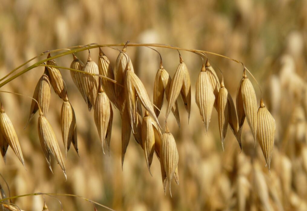 UK oats and barley production to rise this season