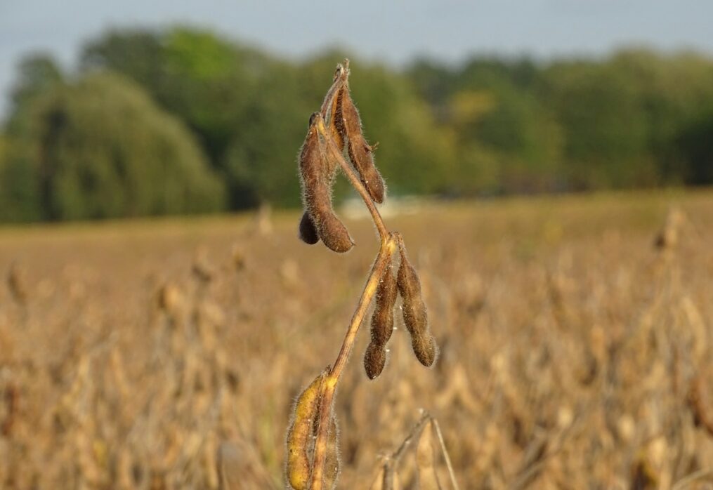 Soybean production in Argentina faces a number of challenges