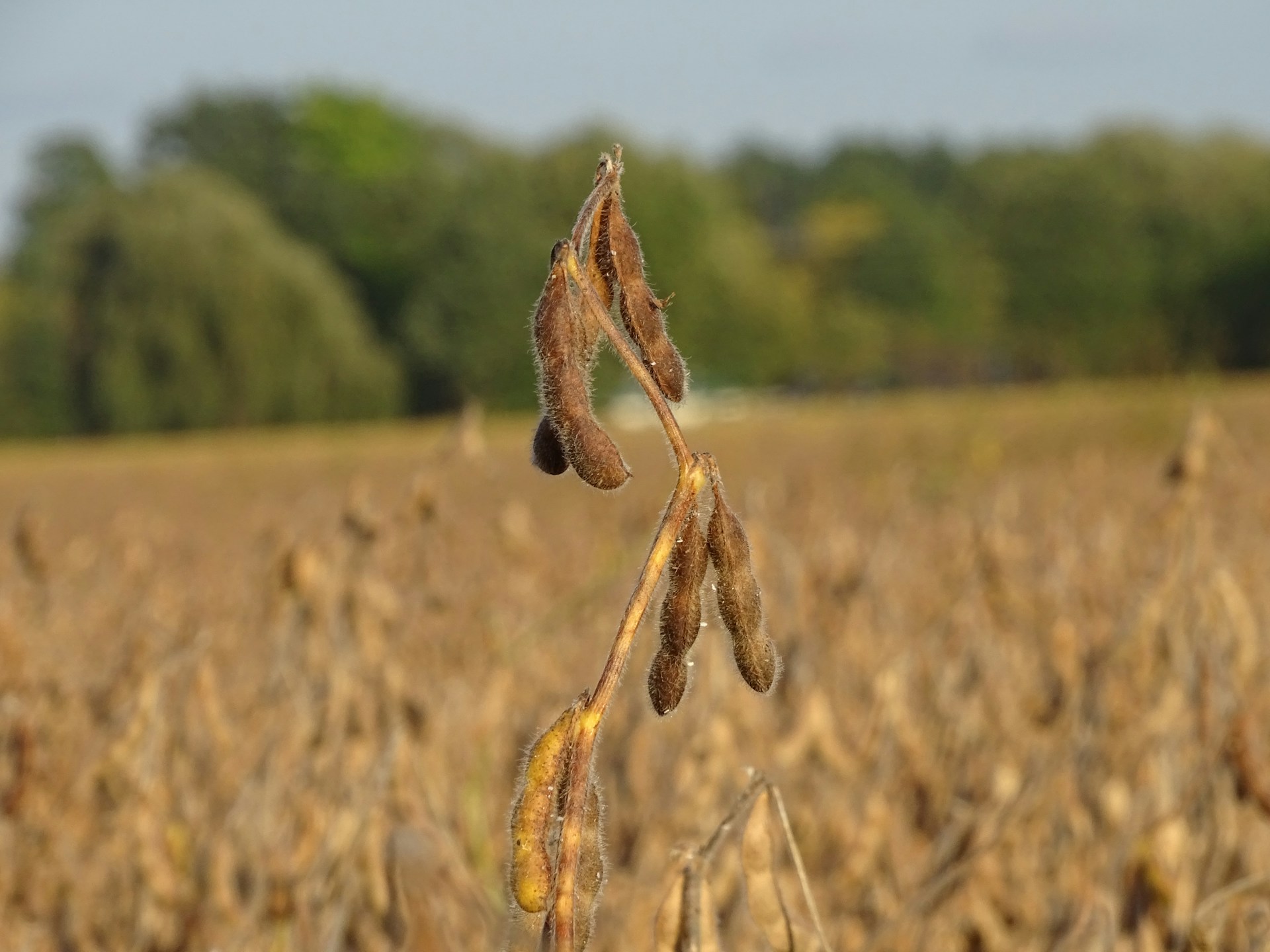 soybean production in Argentina