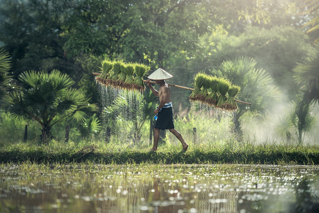 Thai rice production