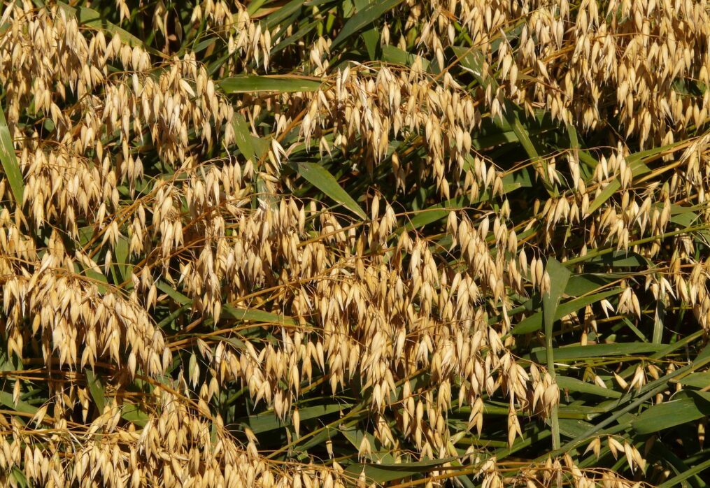 Lincolnshire spring oat crop breaks records