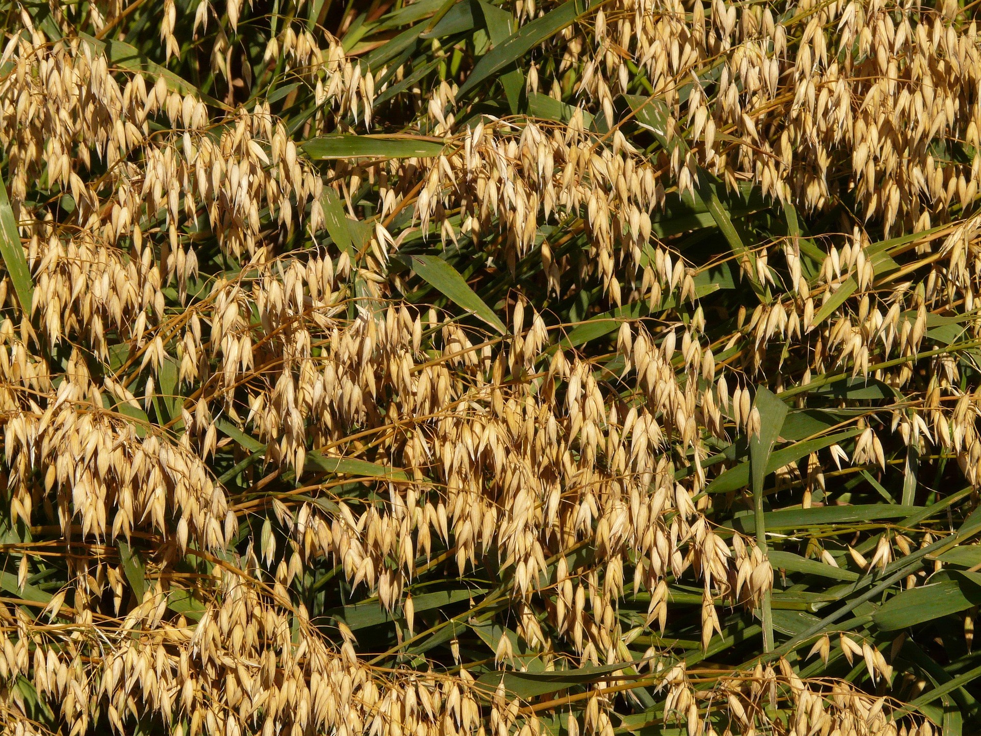 Lincolnshire spring oat crop
