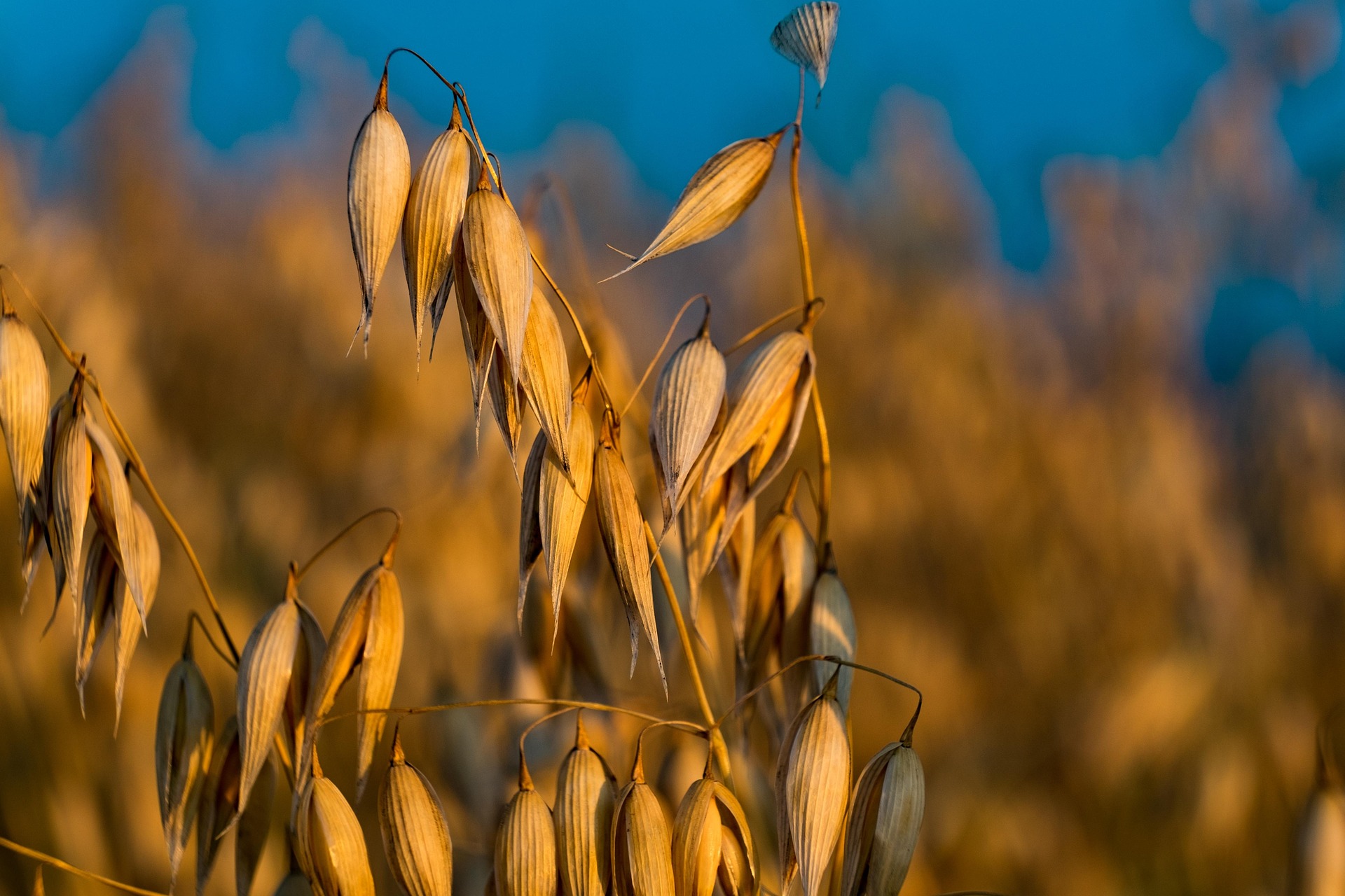 spring oat crop