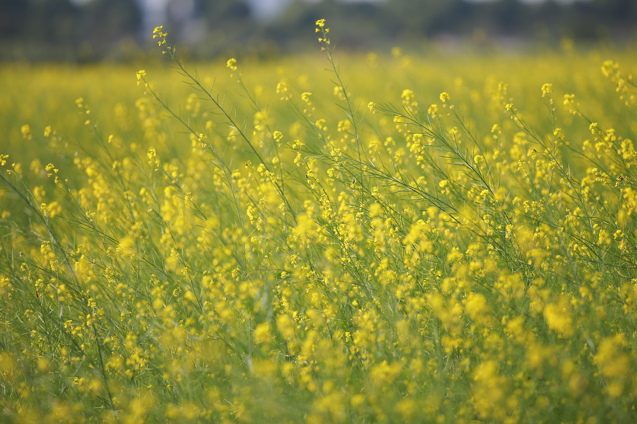 oilseed harvest