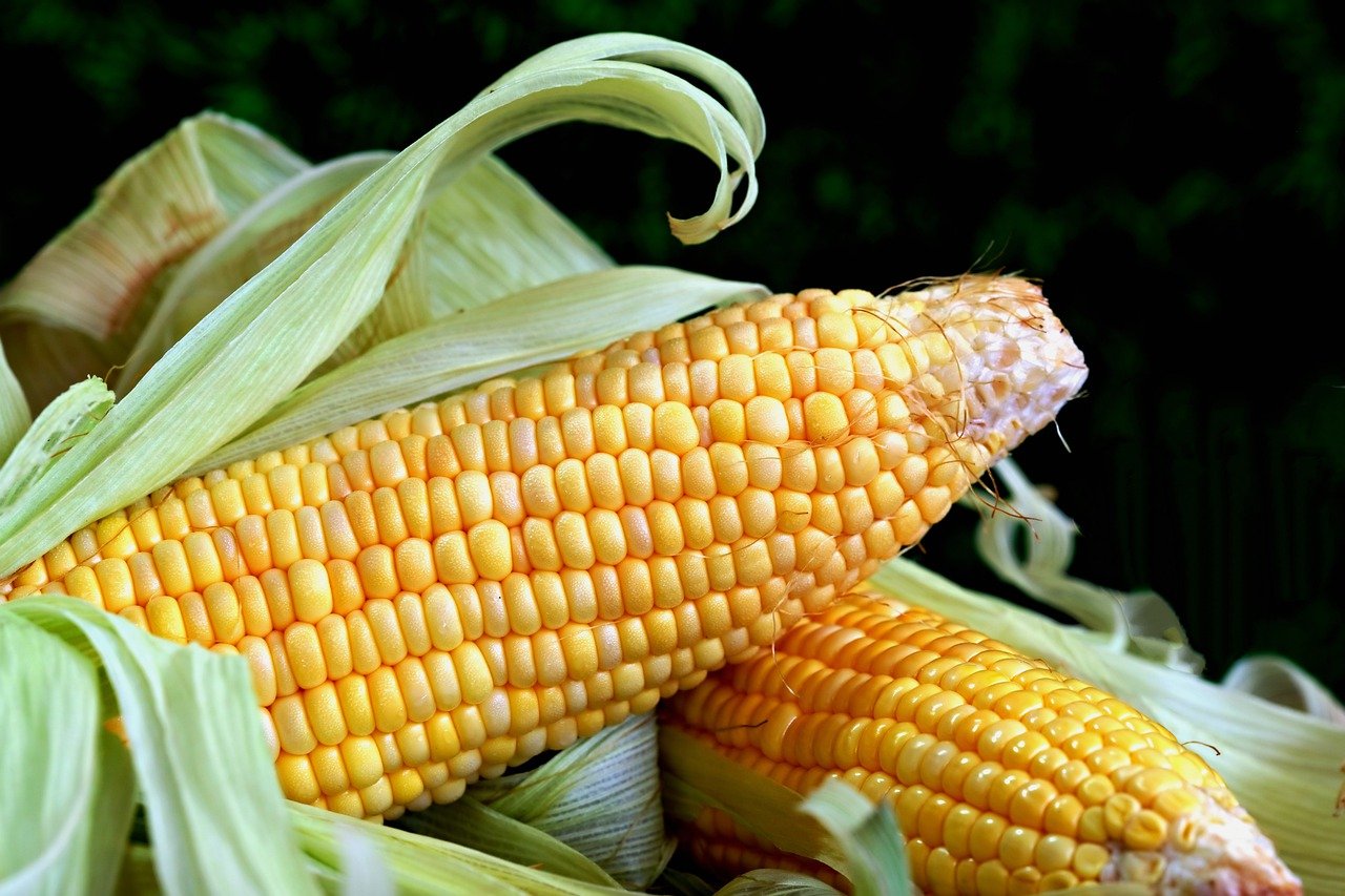 corn production growth