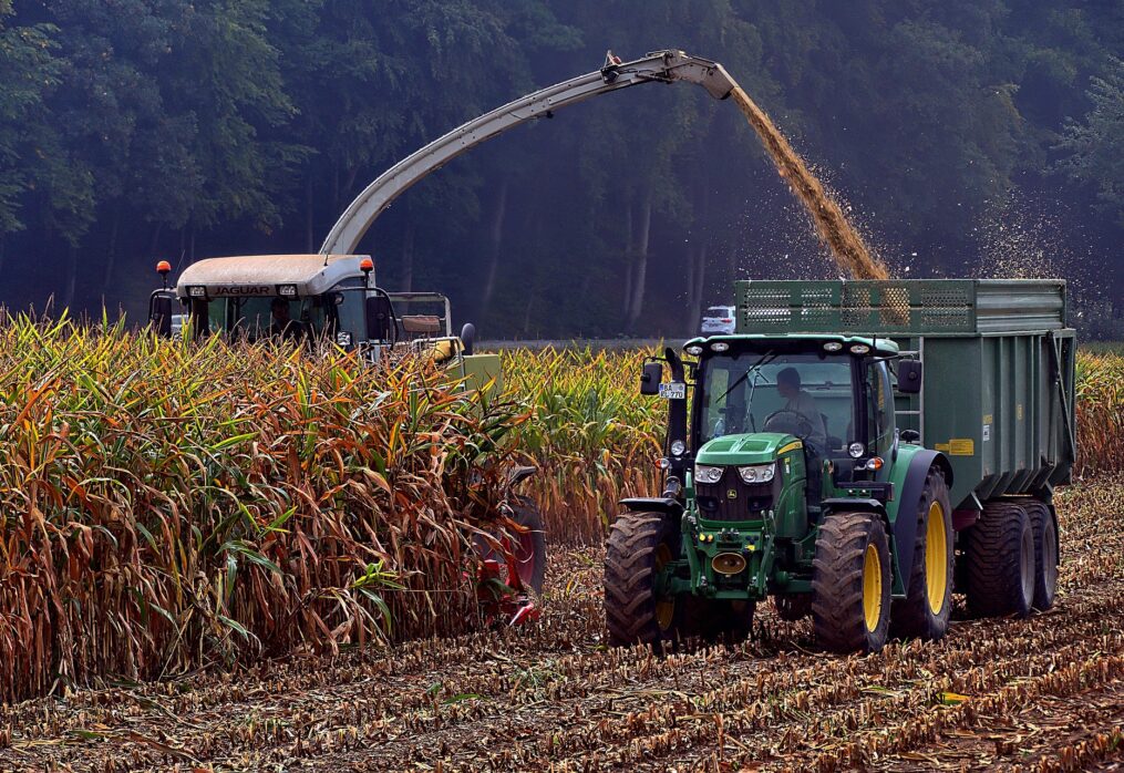 Analysts forecast Thailand’s corn production growth