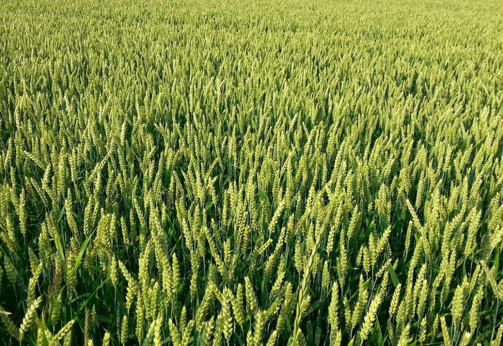 The Netherlands’ farmers harvest low winter wheat crop