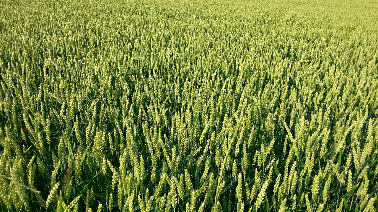 winter wheat harvest