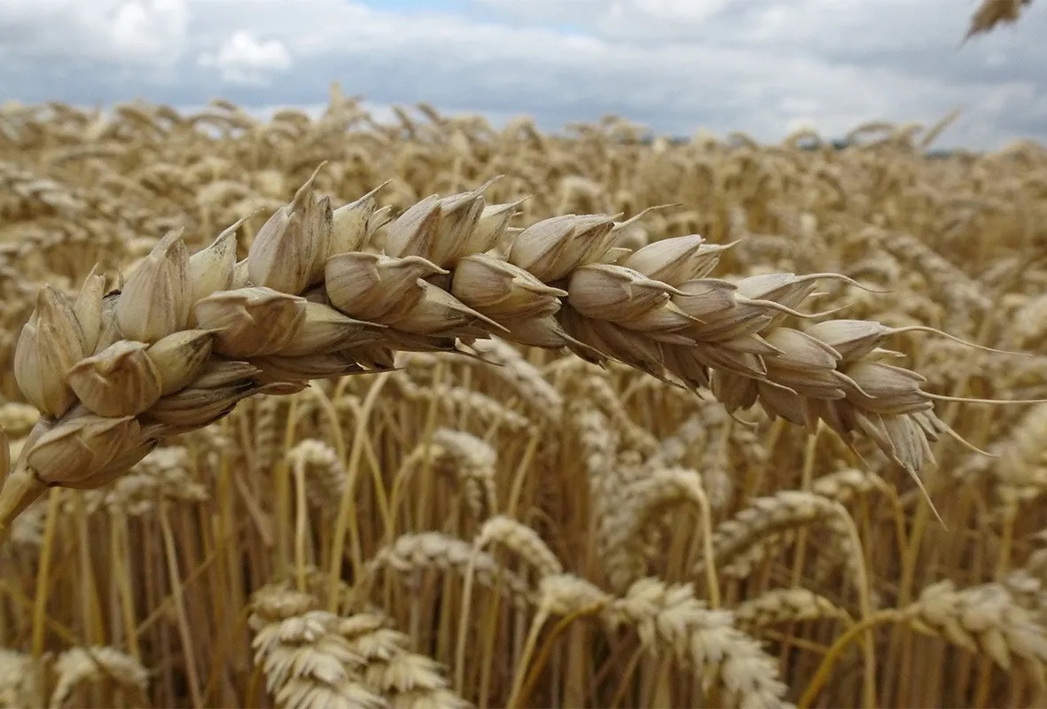 low winter wheat crop 