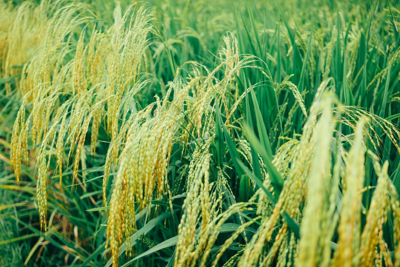 milled rice yields