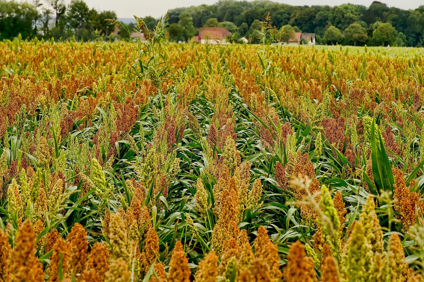 forage sorghum for reducing water