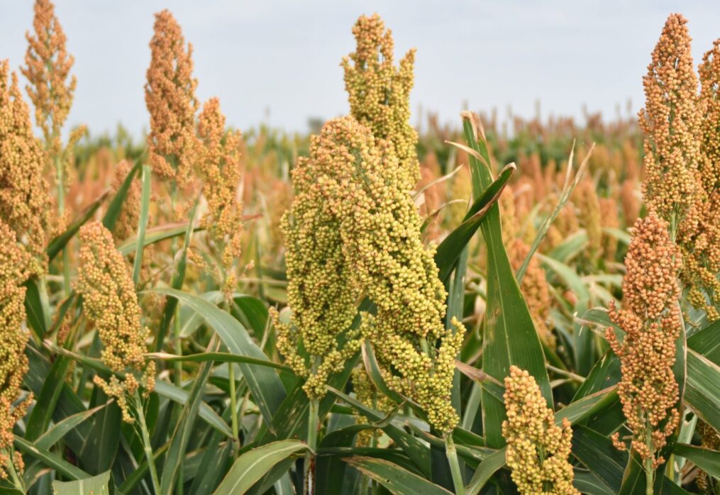 Forage sorghum can be an alternative to corn in the High Plains region
