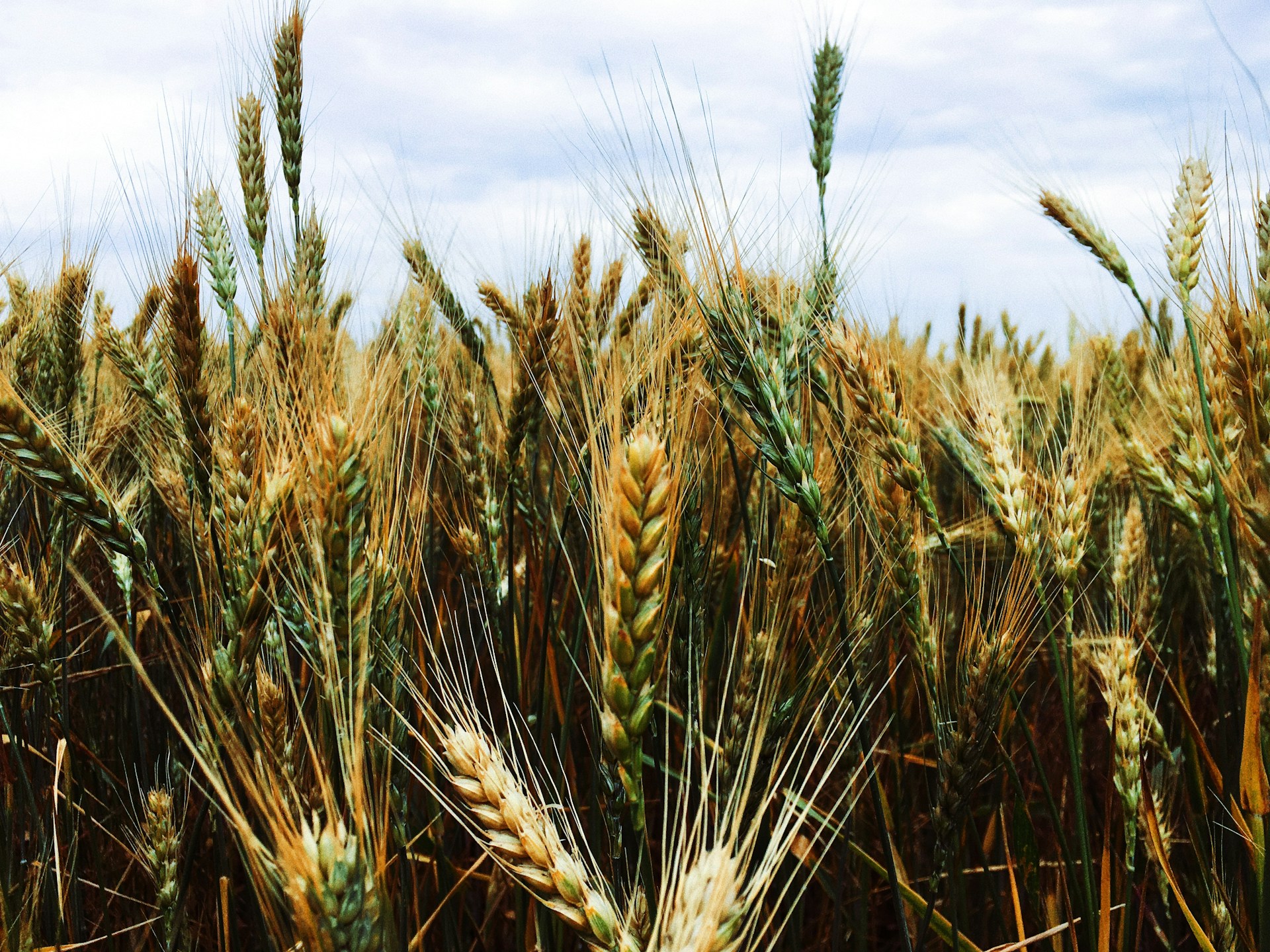 record wheat harvest