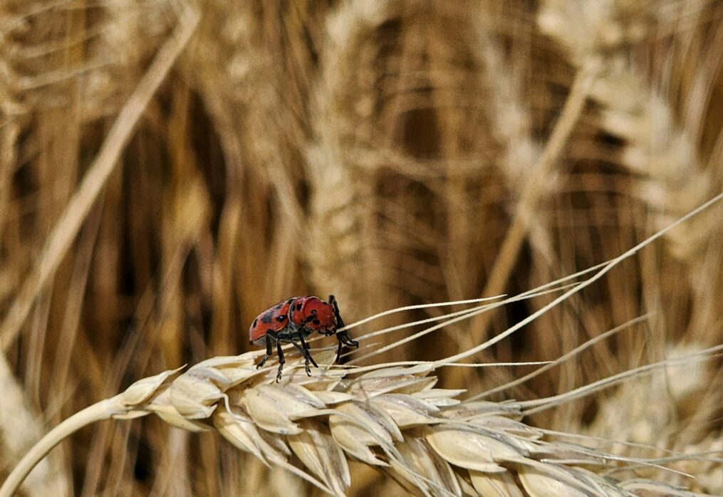 India predicts a record wheat harvest