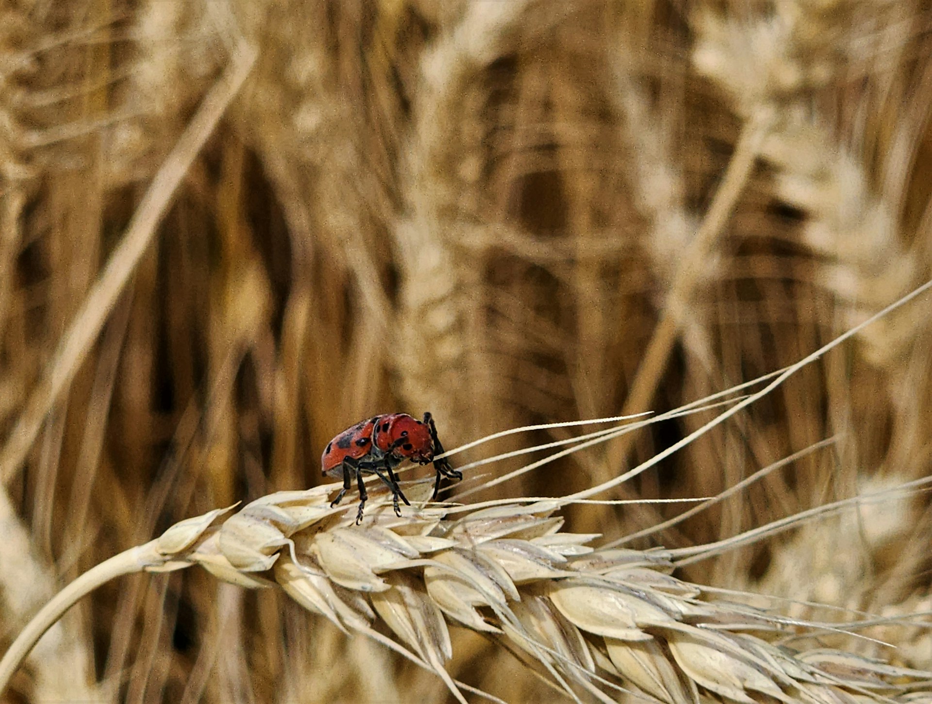 record wheat harvest in India