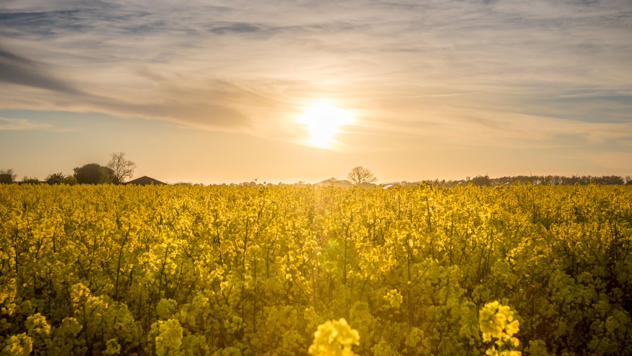 local oilseed production in Pakistan