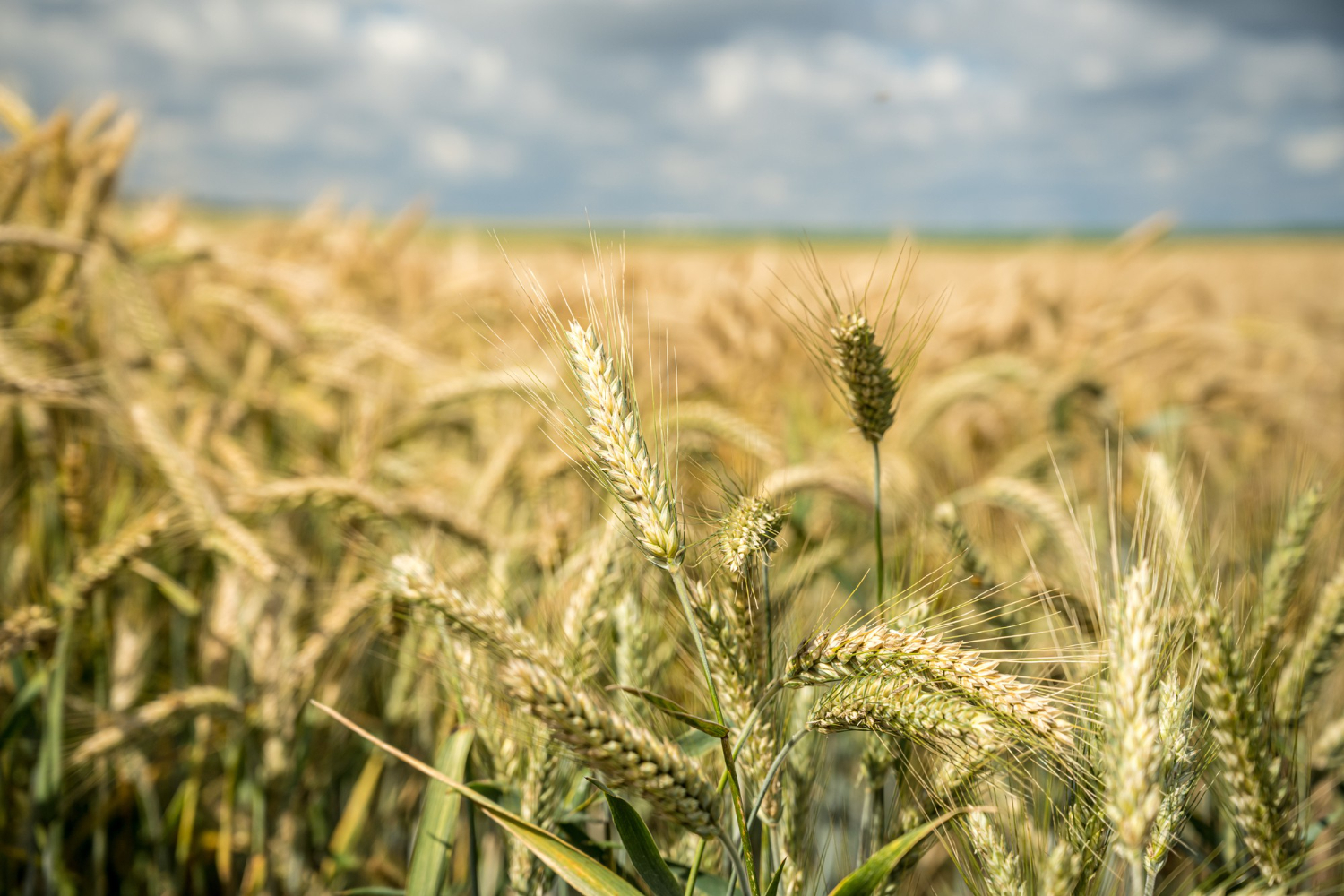 wheat consumption