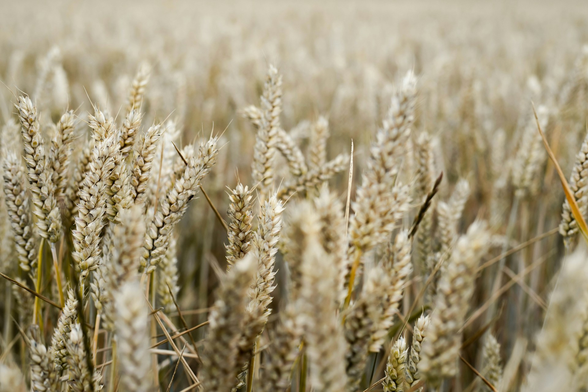 global oats market