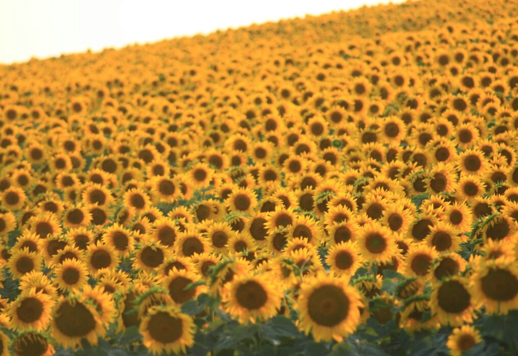 Oilseed production growth is expected in Bangladesh
