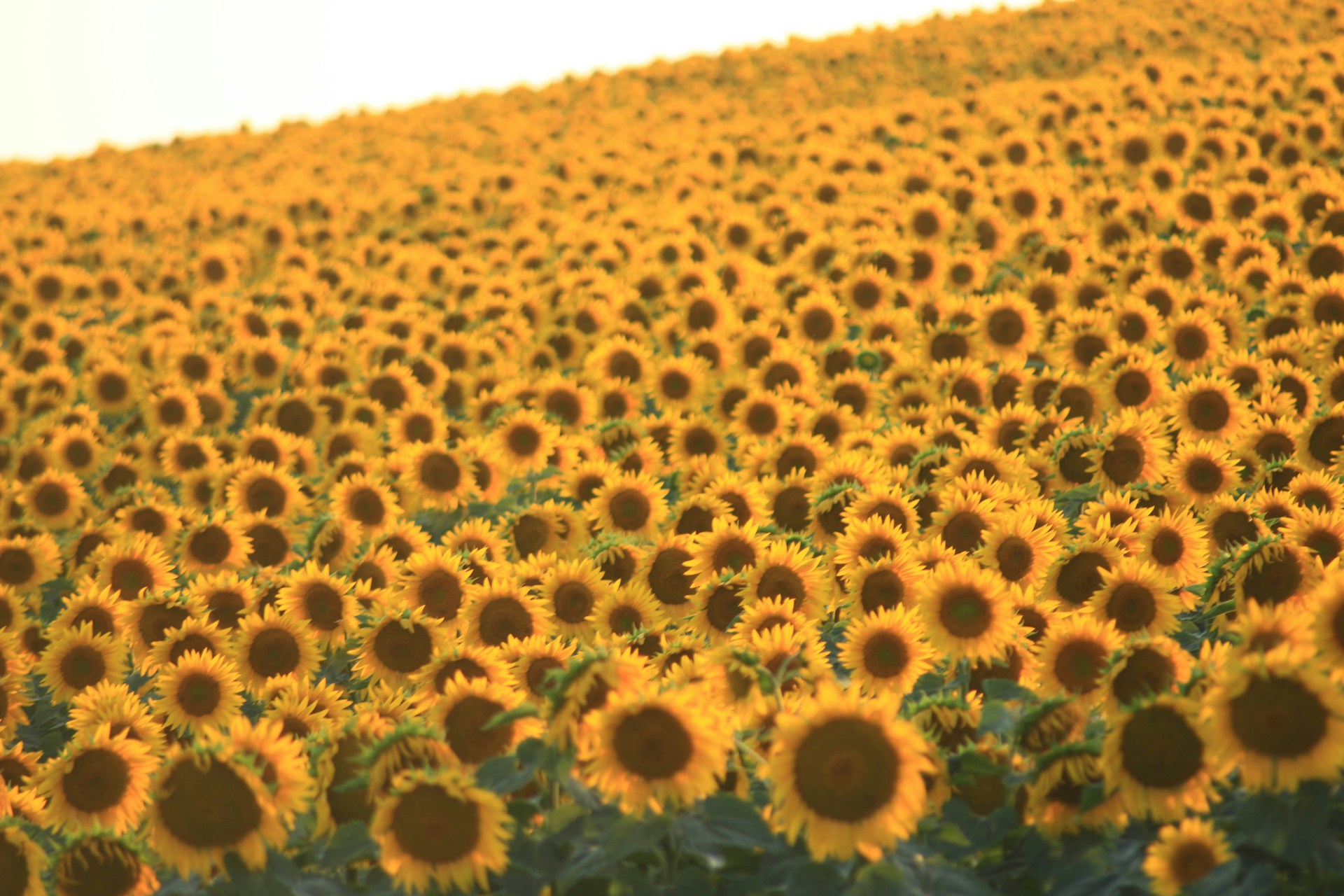 oilseed production growth in Bangladesh