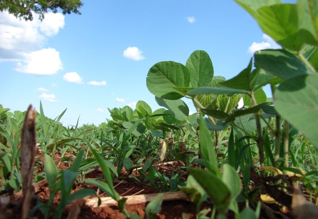 World’s largest soybean exporter expects record crop