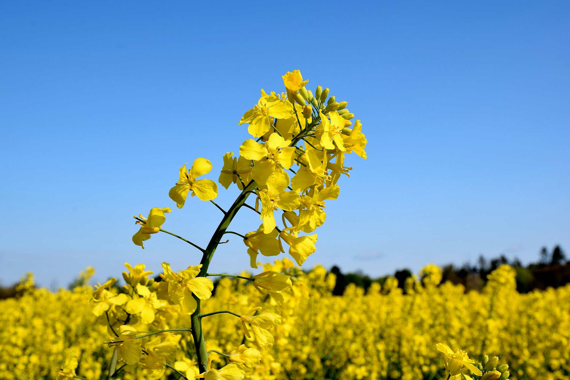 oilseed production growth in Bangladesh-2