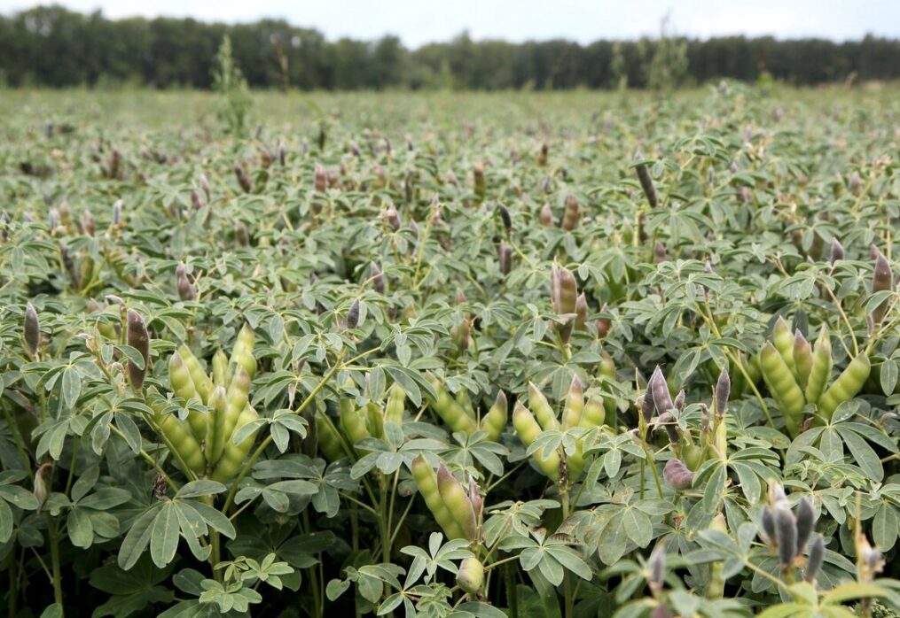 The Netherlands popularise lupin for producers and consumers