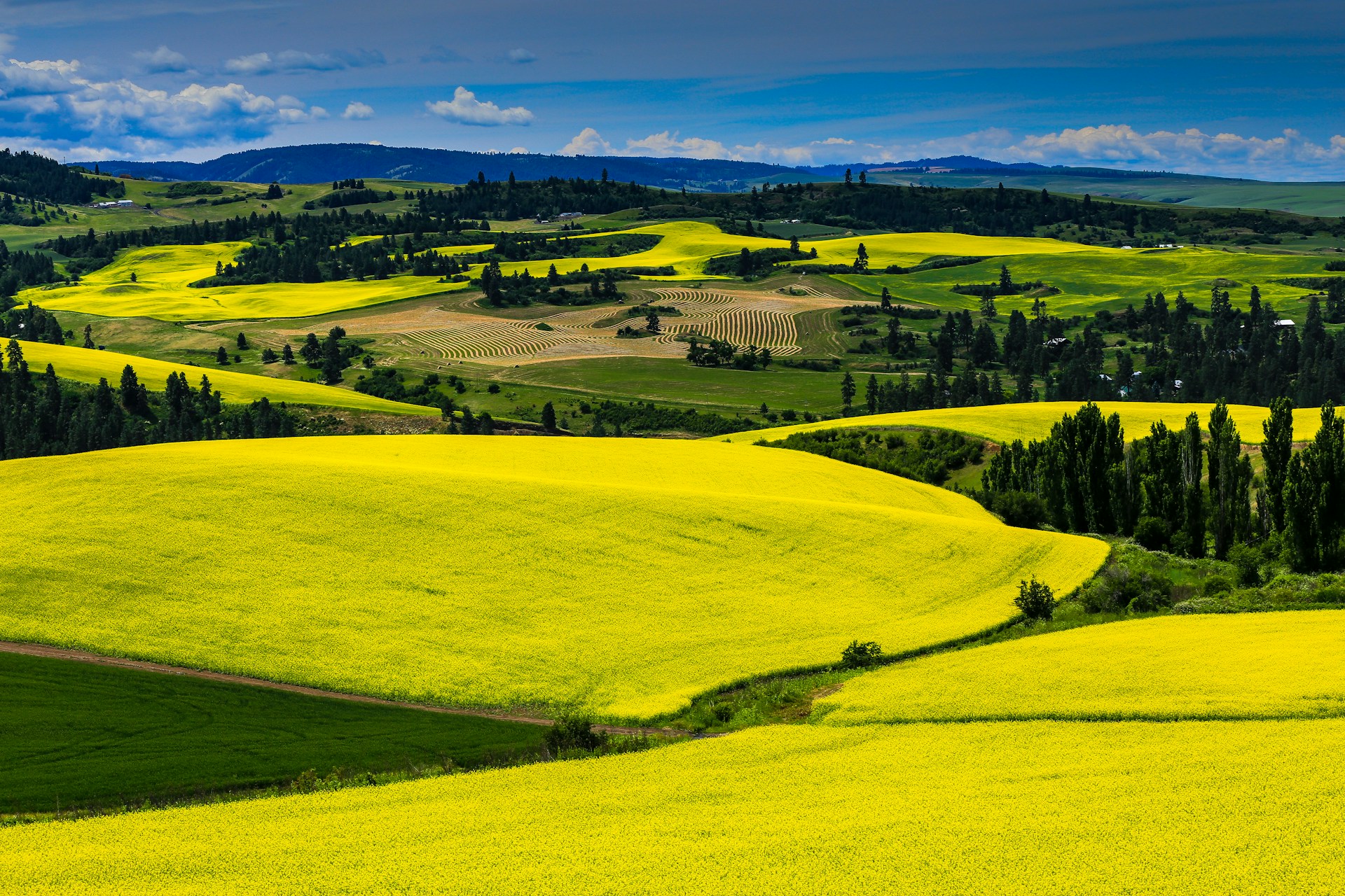 canola crop