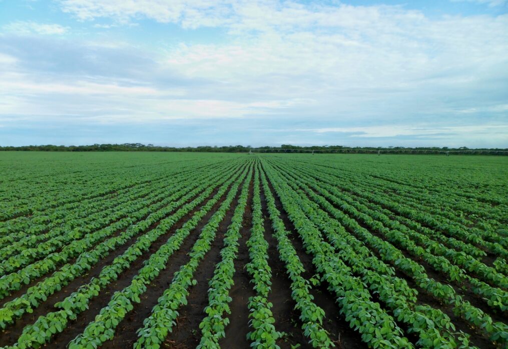 Uruguay’s soybean harvest will be lower than in the previous period