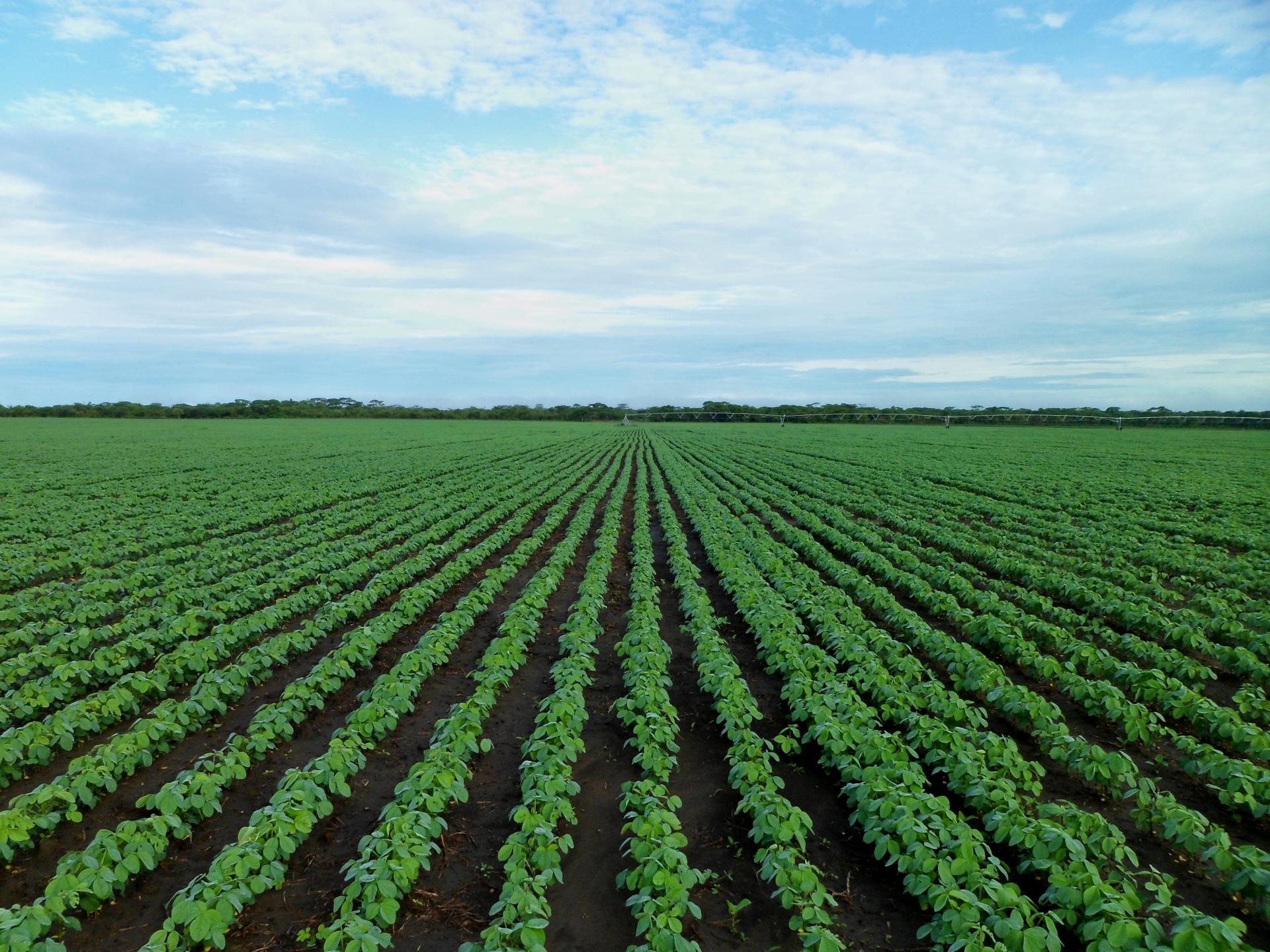 Uruguay's soybean harvest for the 2025–26