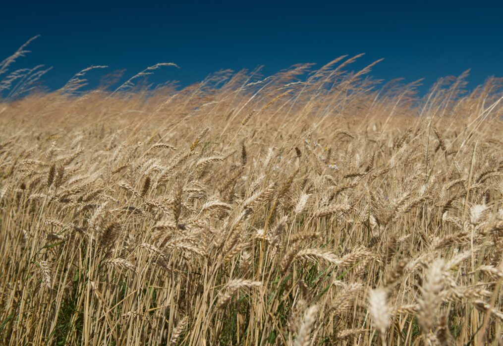 China’s cereal production regularly increases