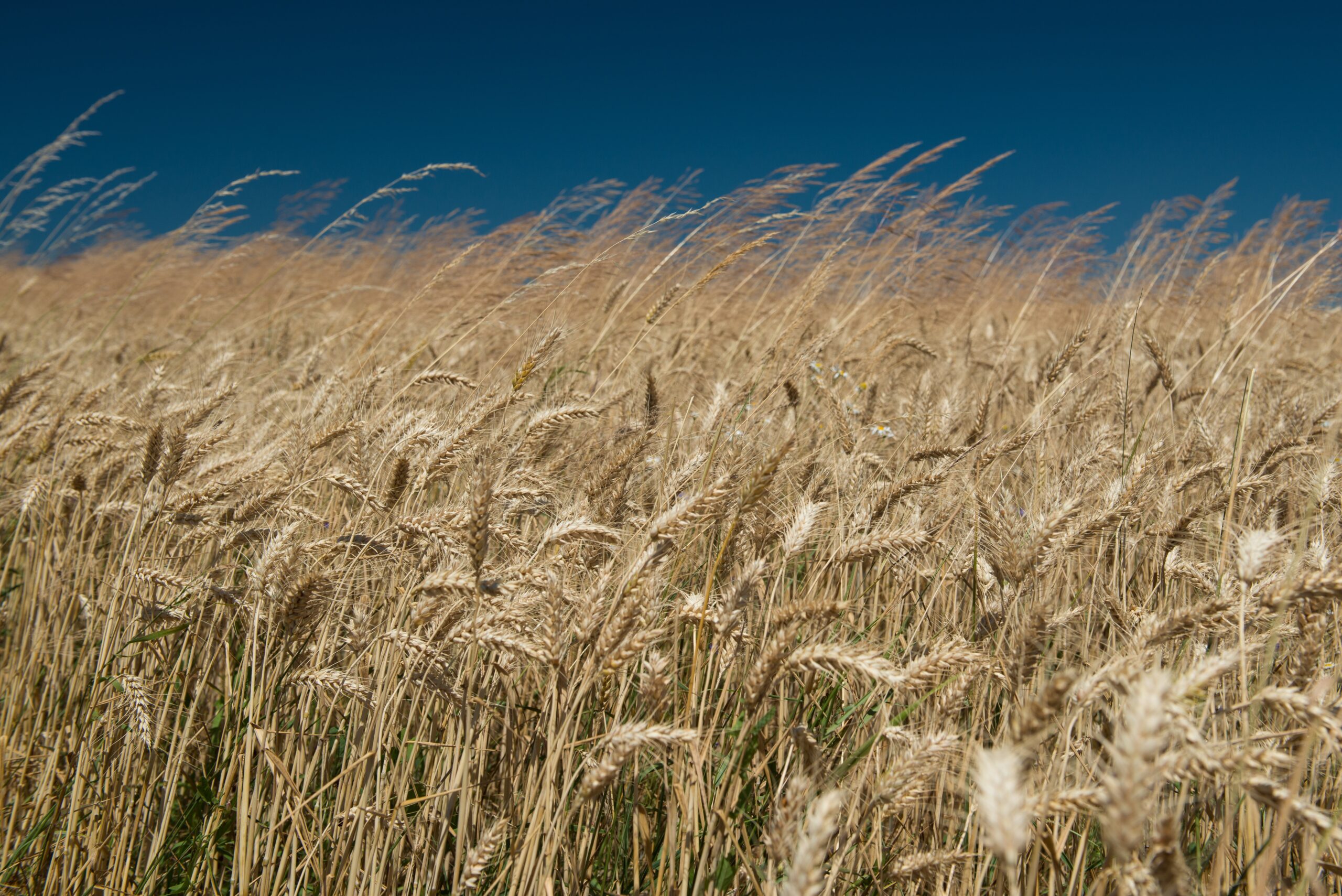 China's cereal crop production