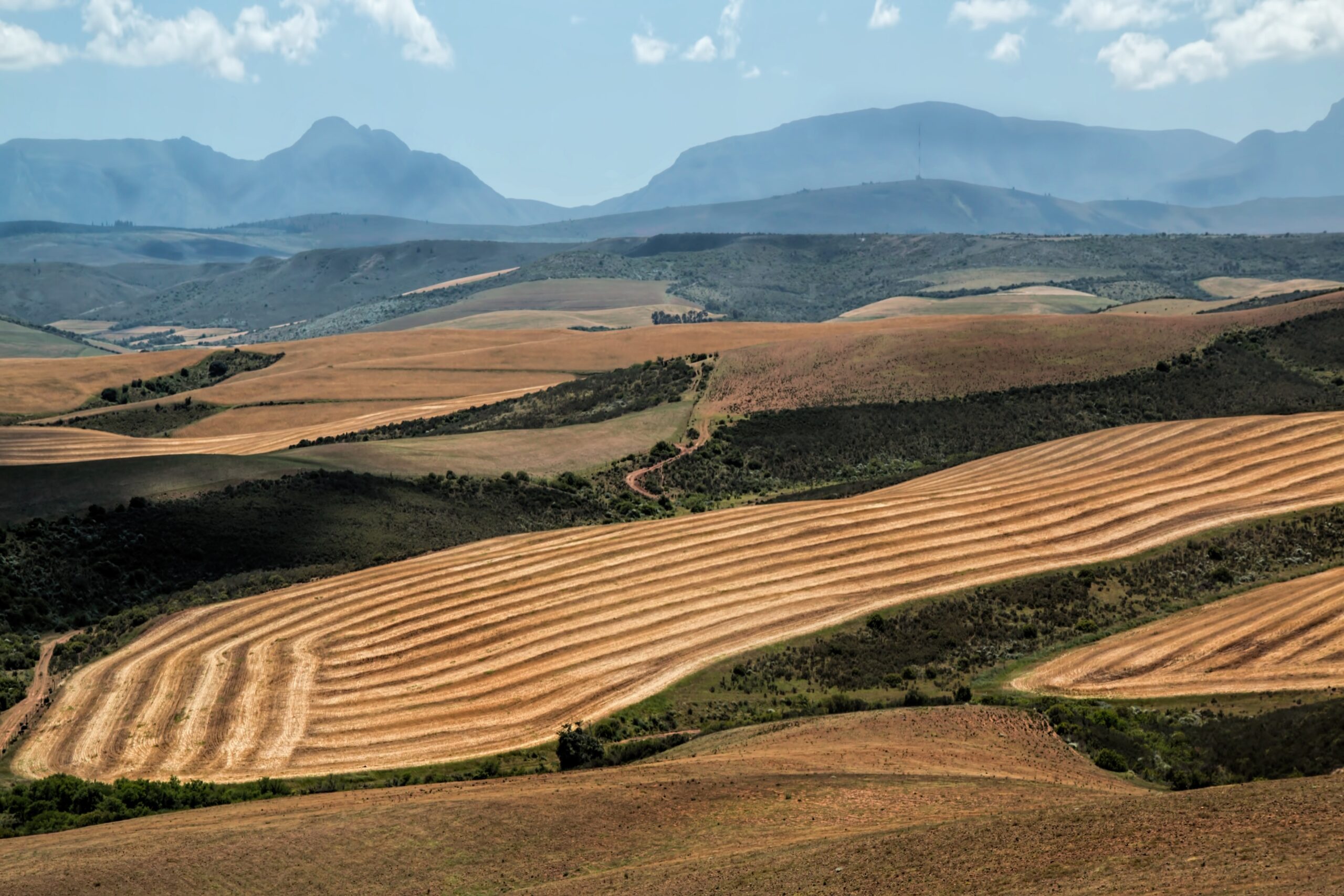 China's cereal production
