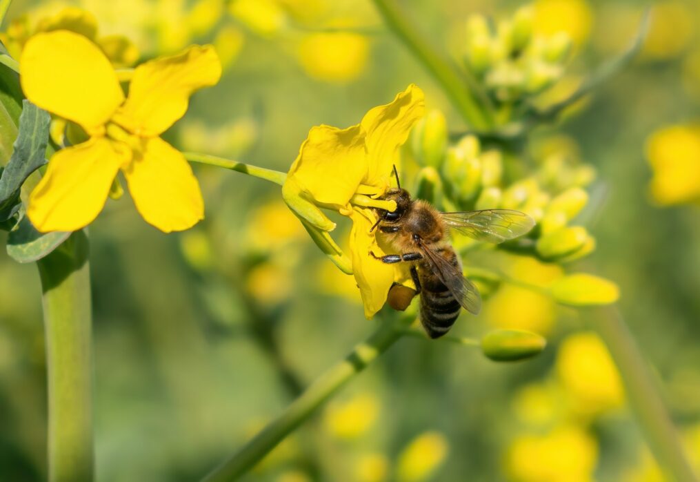 Canola and rapeseed crops are expected to grow in Australia