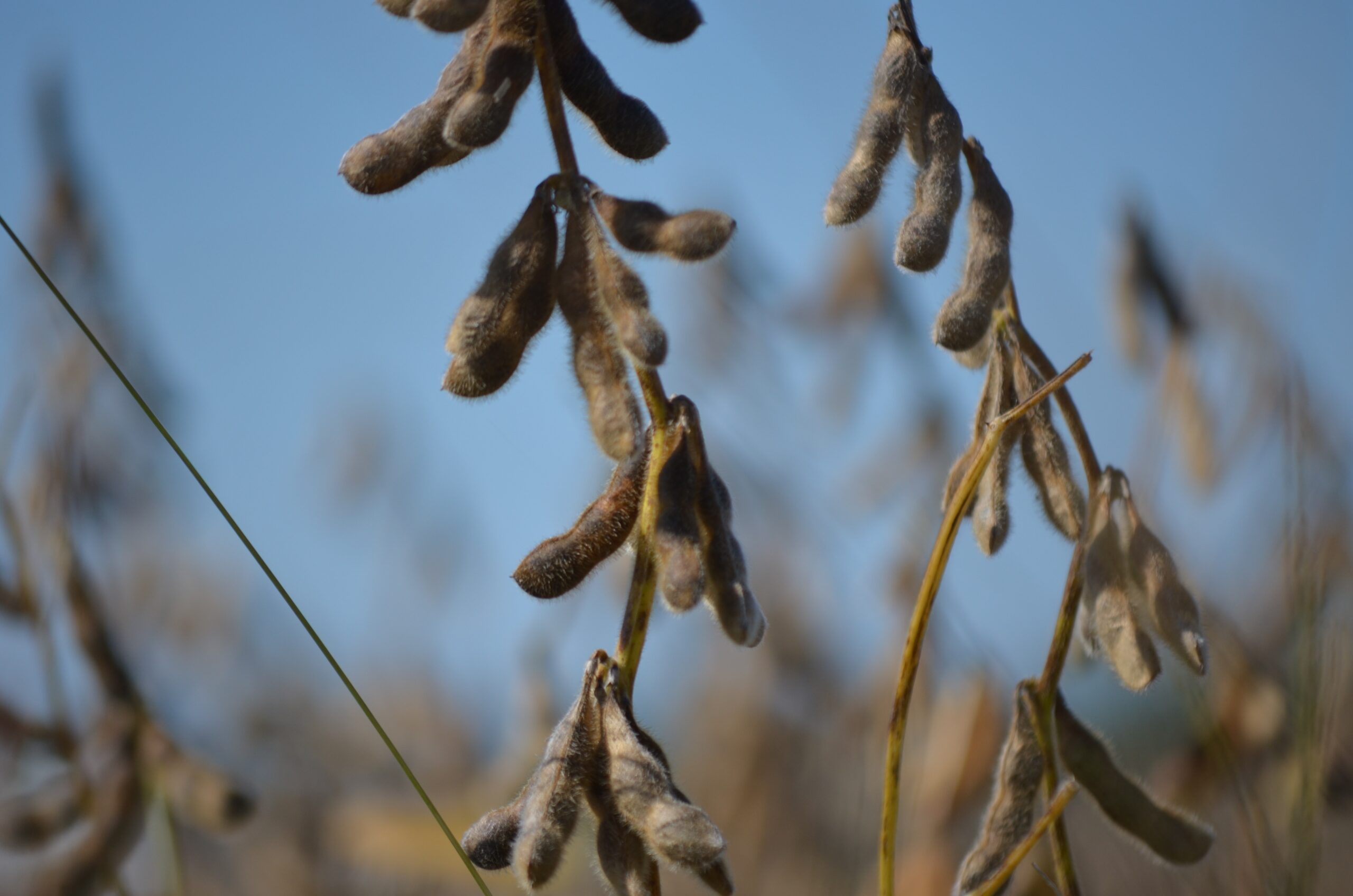 Uruguay's soybean harvest