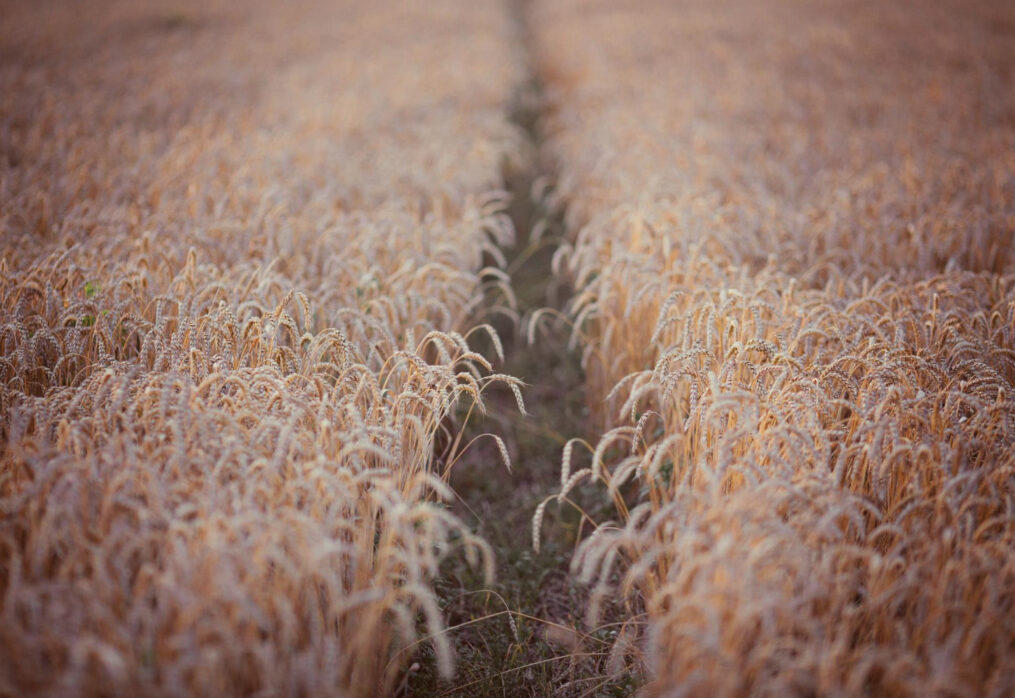 How the European Union plans to halt the decline in grain yields