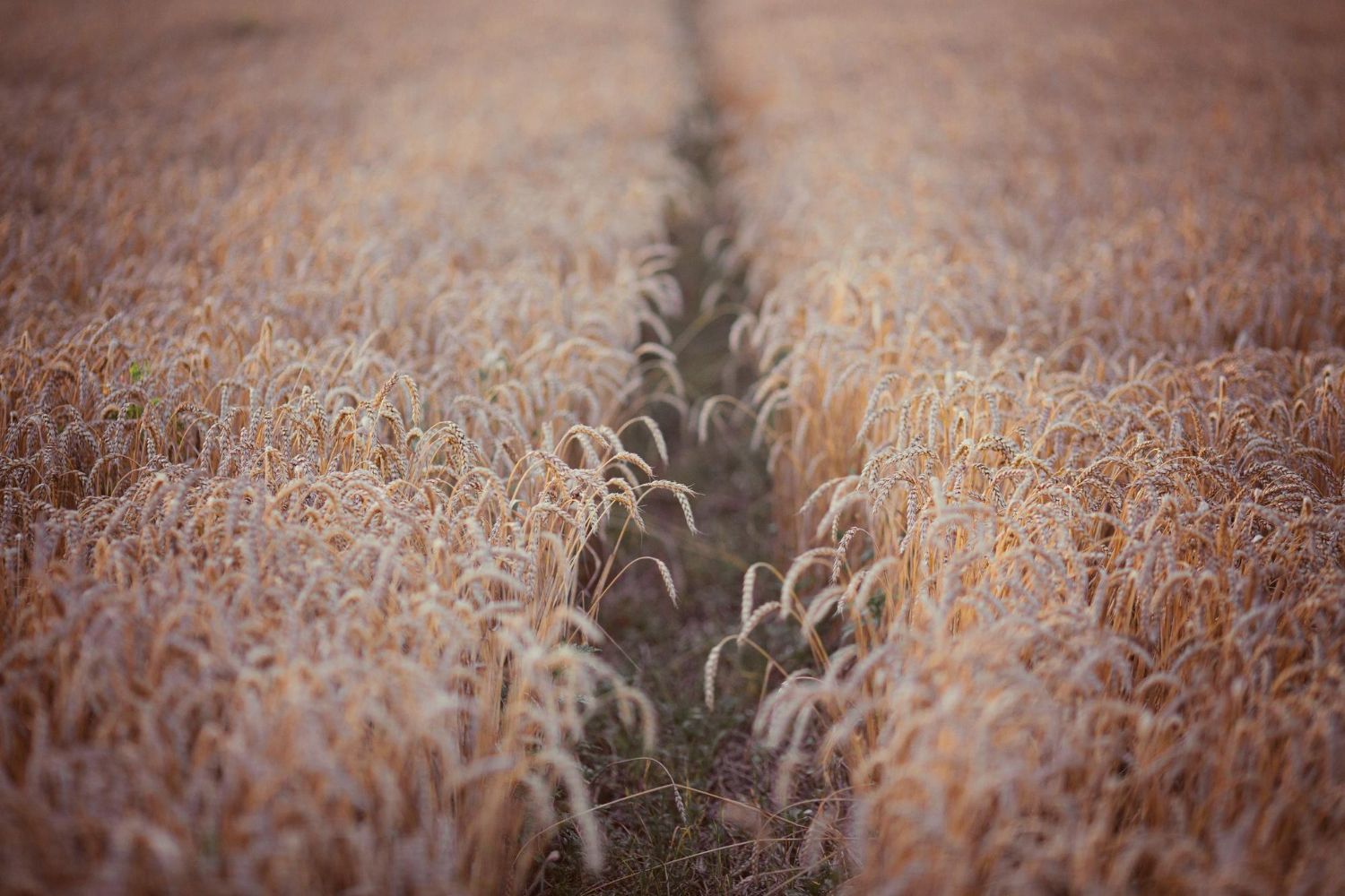 decline in grain yields