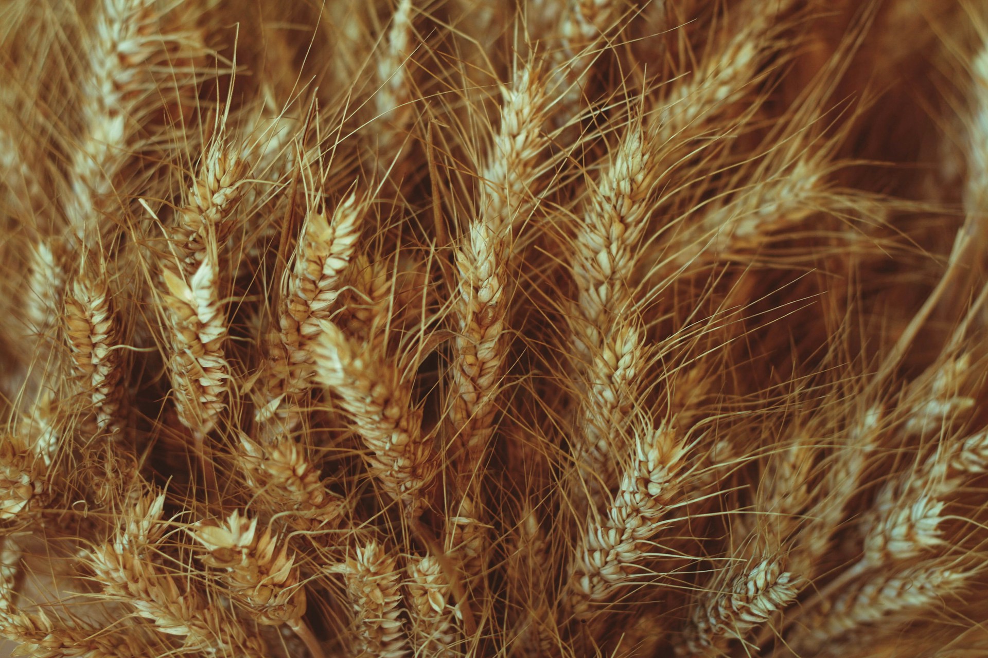 grain harvest in Hungary