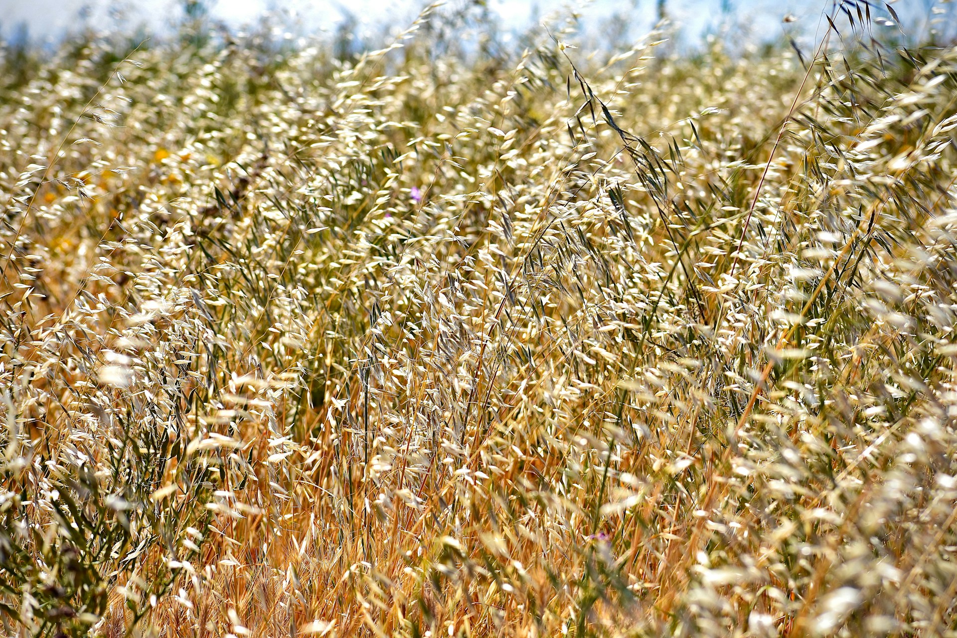 high-yielding oat variety