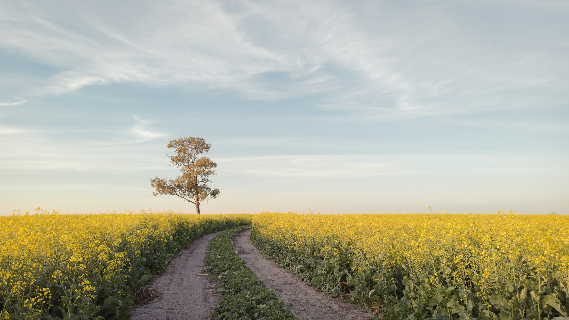 rapeseed varieties for double-cropping