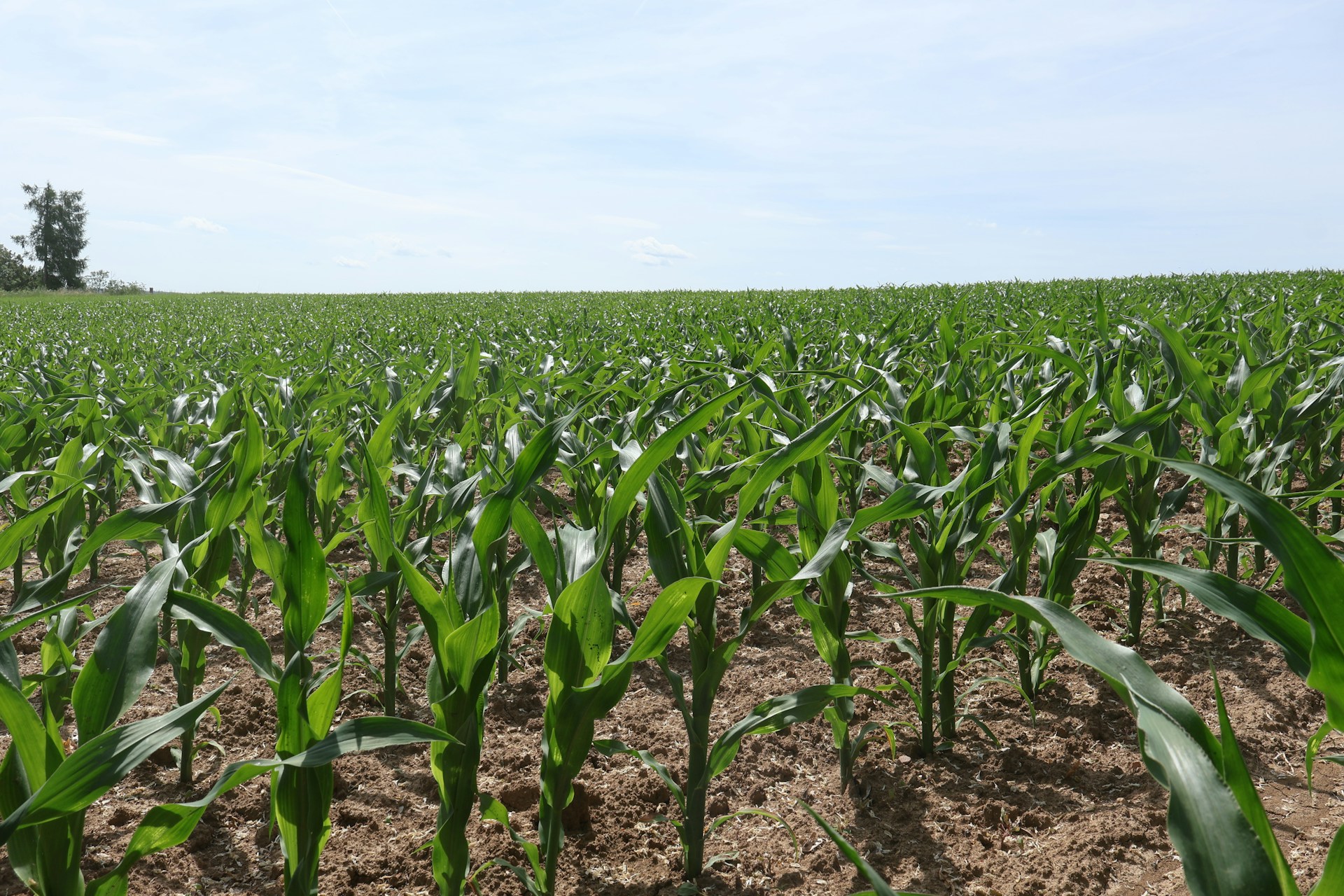 direct seeding technology of corn