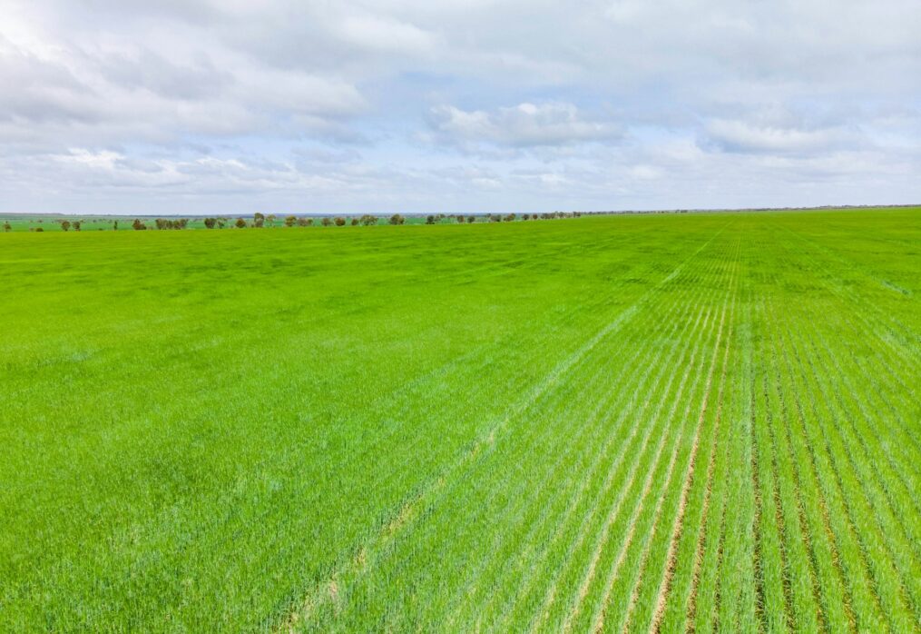 High-yield millet and sorghum to be grown in Saudi Arabia