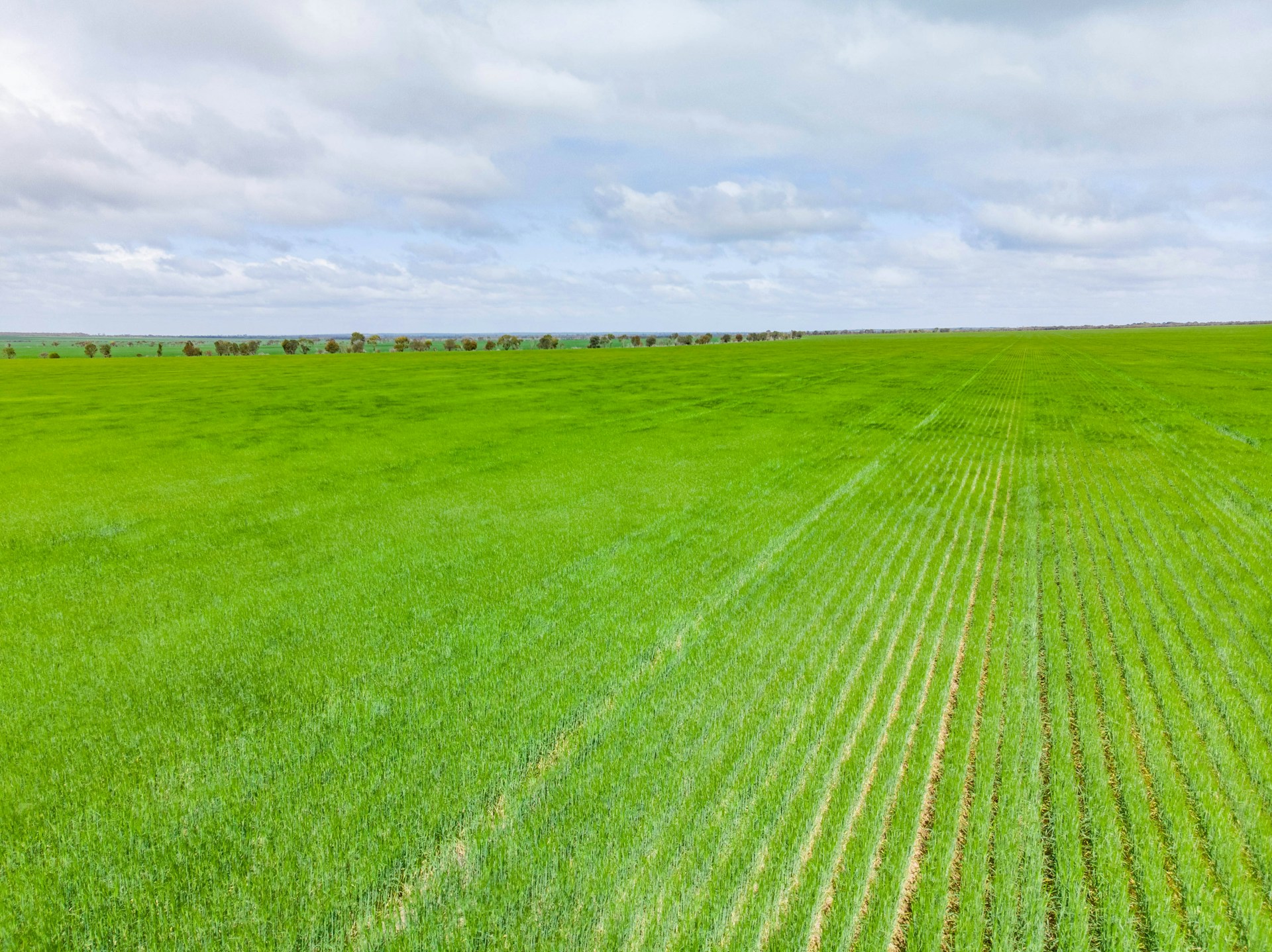 high-yield millet and sorghum