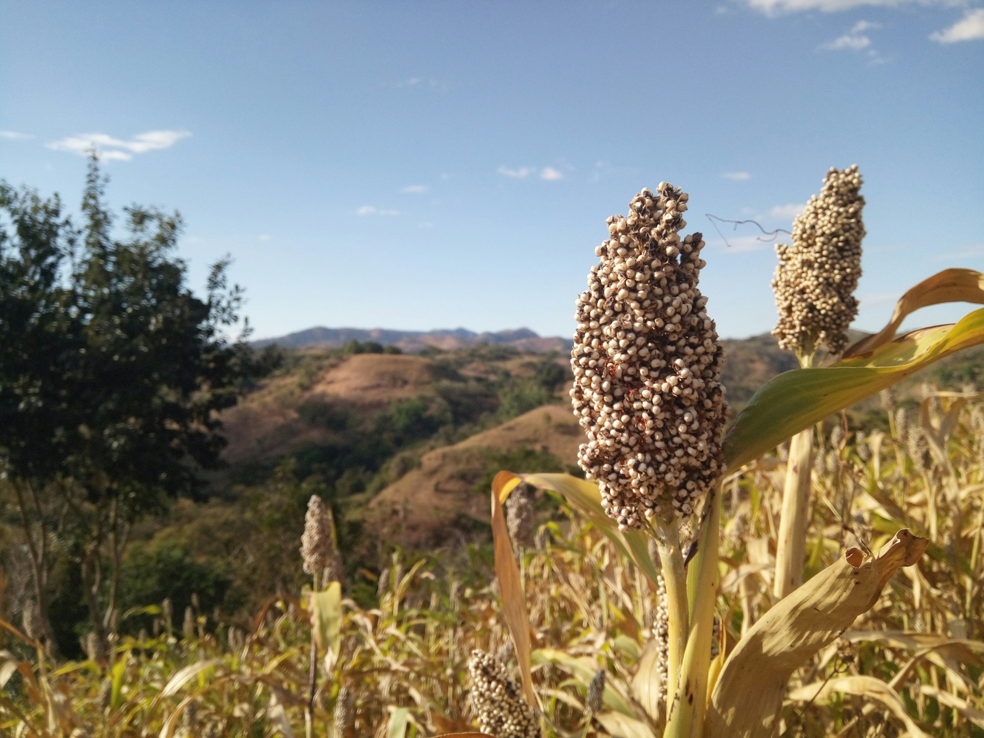 millet and sorghum