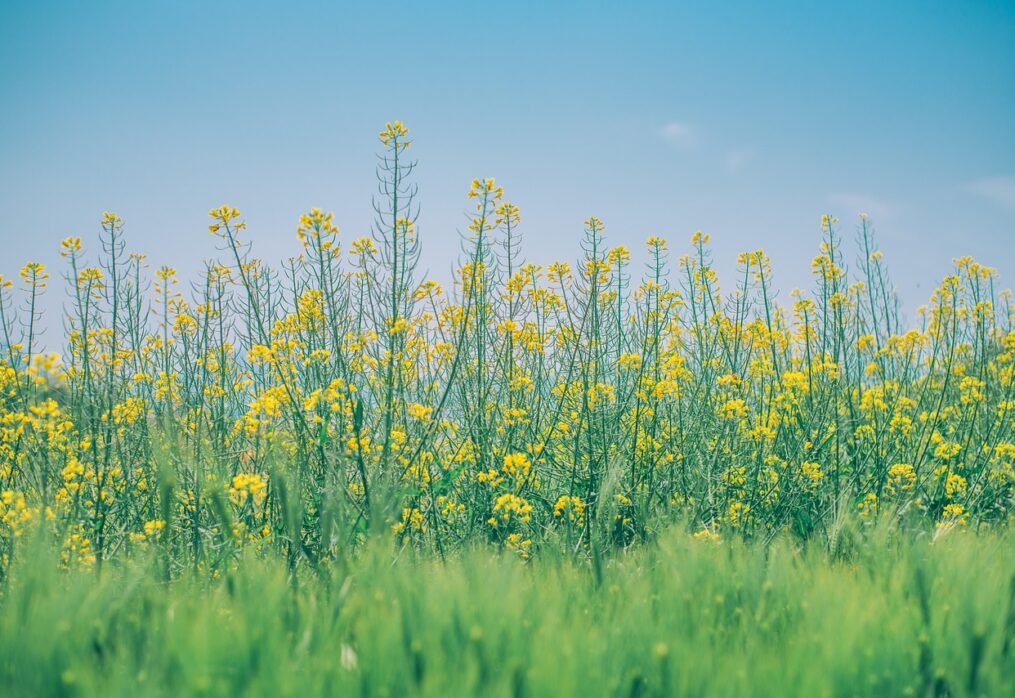Brazil plans double-cropping using hybrid varieties