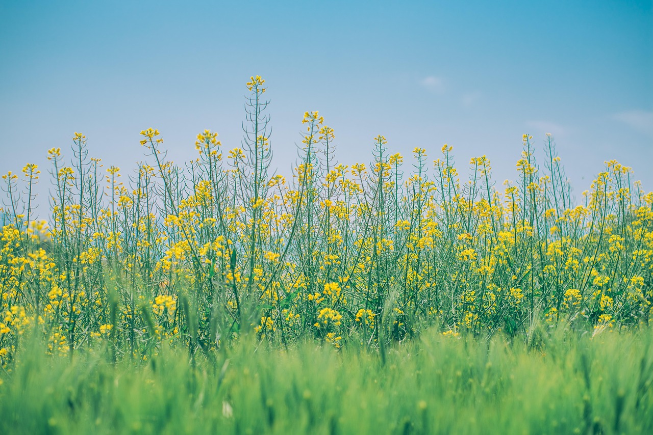 double-cropping