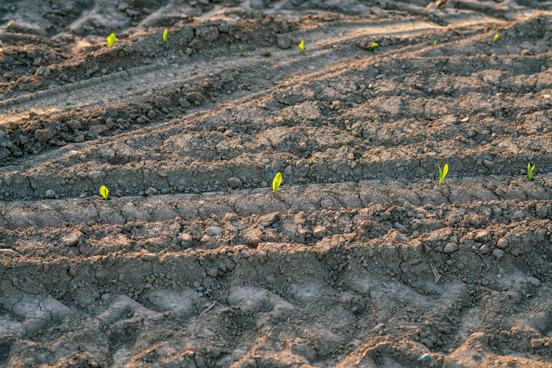 direct seeding technology of corn