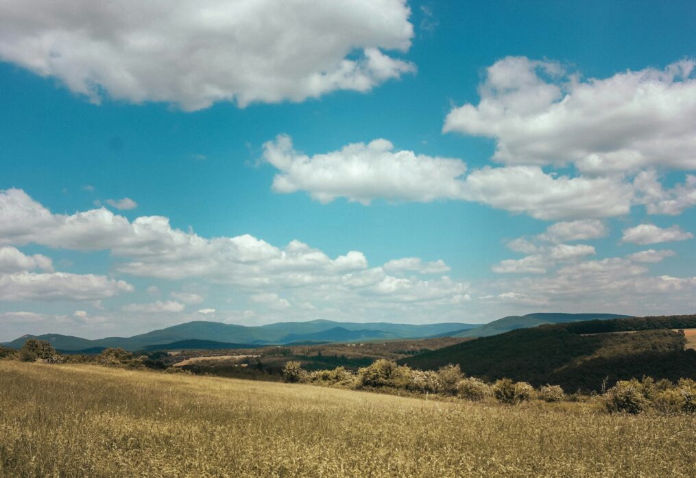 Grain harvest in Hungary suffers due to weather and industry problems