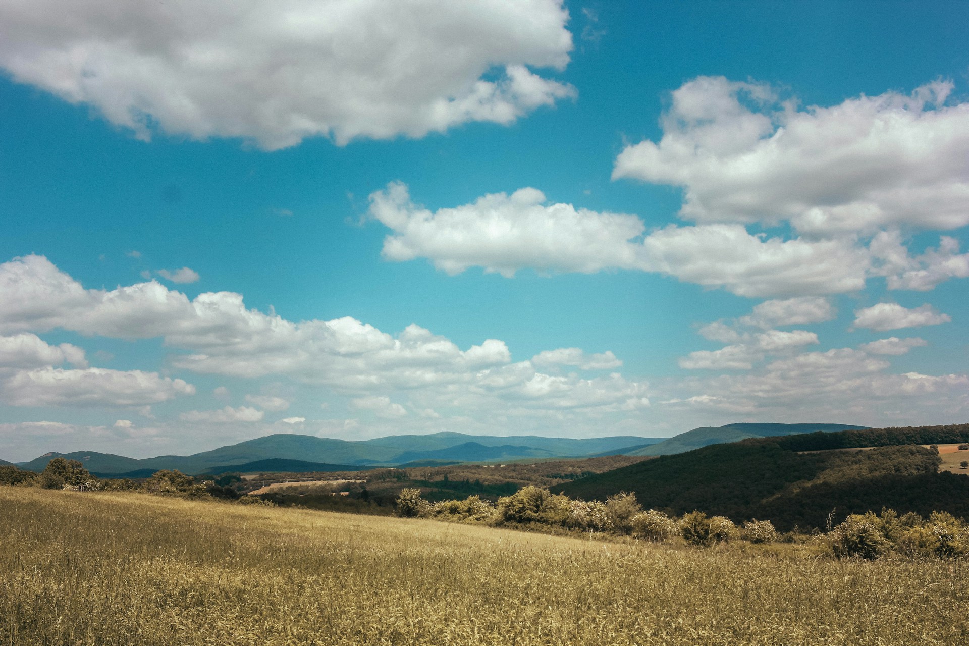 grain harvest in Hungary overview