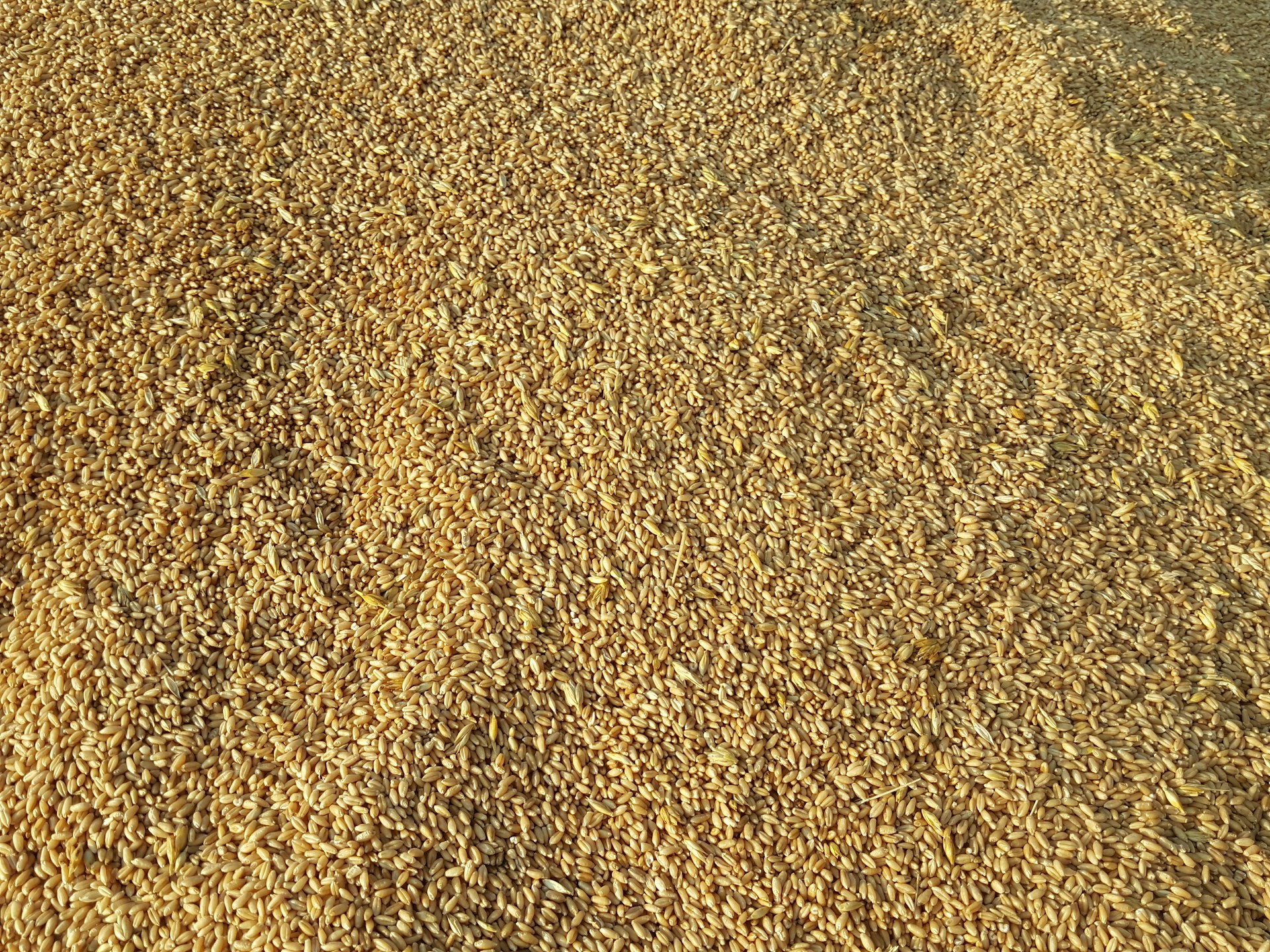 high-yielding oat variety in Canada